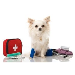 Cours de premiers secours canin (2jours)