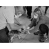 Cours de premiers secours canin (2 jours)