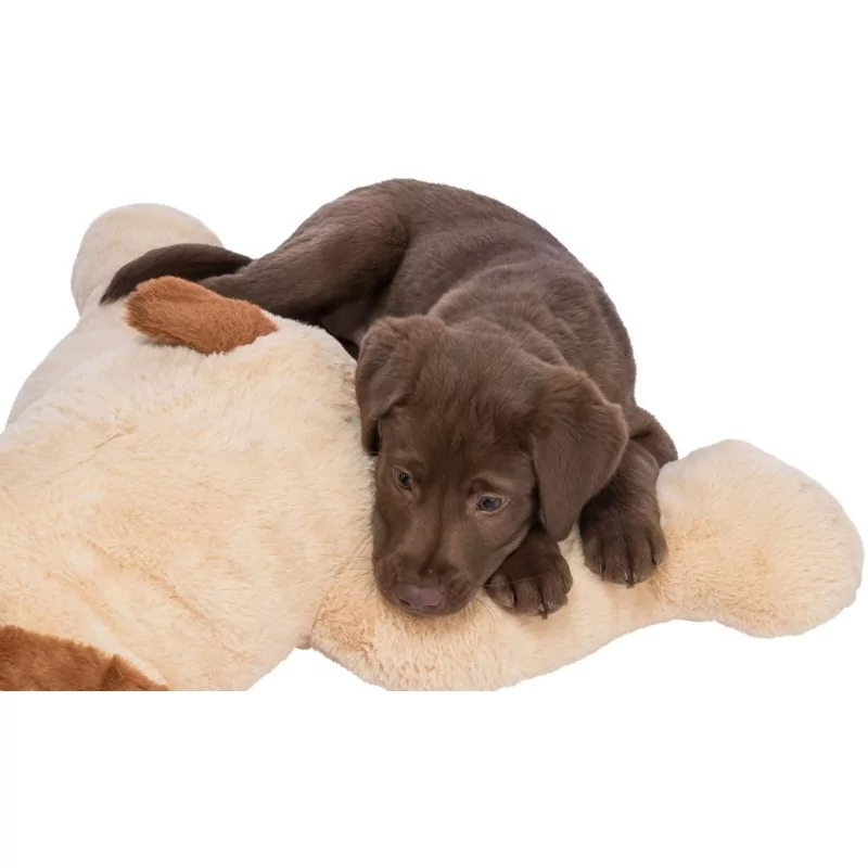 Chien câlin Benny