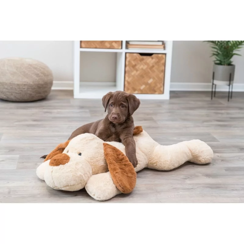 Chien câlin Benny