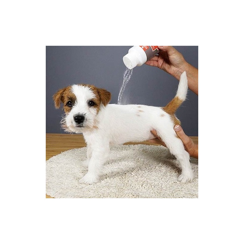 Shampooing sec en poudre