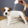 Shampooing sec en poudre
