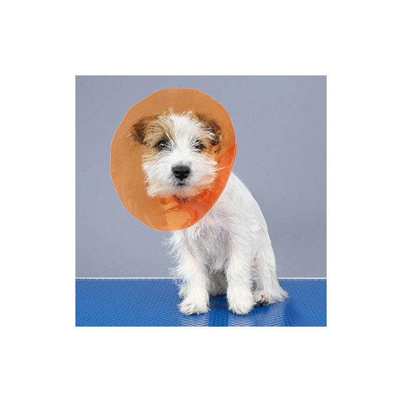 Collerette Isabelline Post-Opératoire Chiens et Chats – Couleurs Spéciales | Distrigroom