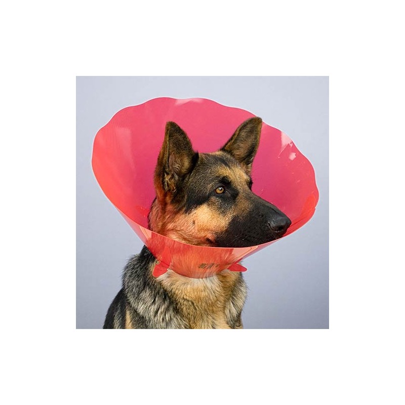 Collerette Isabelline Post-Opératoire Chiens et Chats – Couleurs Spéciales | Distrigroom