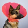 Collerette Isabelline Post-Opératoire Chiens et Chats – Couleurs Spéciales | Distrigroom