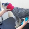 Bandage de protection anti-stress pour chien